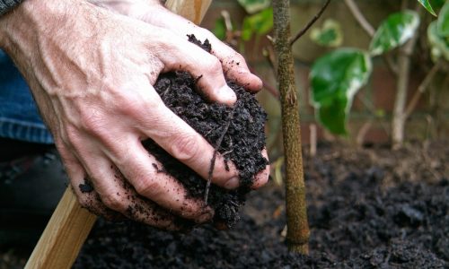 03/06/2009  03/06/09  03-06-2009
What to do now. June 2009 Practical shoot with Adam Pasco  Photographer Tim Sandall plant a shrub tree Cornus Venus from Notcutts planting compost mulch water conservation
/m/loader/final_group_loader/WHAT TO DO NOW 03^2f06^2f2009 Disc 1/Images/